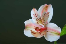 image of flower