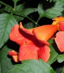 image of flower