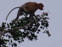 image of guenon