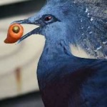 image of bird