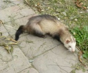 image of polecat