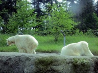 image of animal