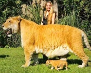 image of animal