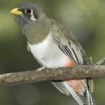 image of bird