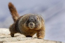 image of marmot
