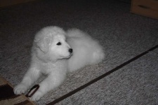 image of kuvasz