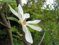 image of magnolia #33