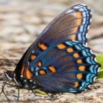 image of animal