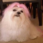 image of animal