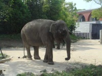 image of indian_elephant