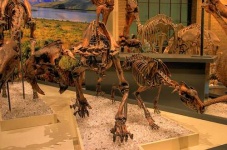 image of triceratops