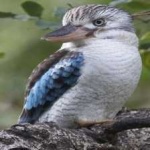 image of bird