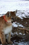 image of cougar