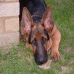 image of animal