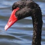 image of bird