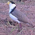 image of bird