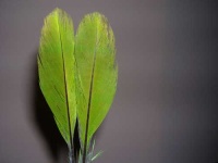 image of quill