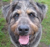image of otterhound