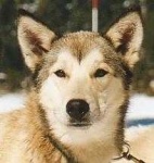 image of eskimo_dog #17