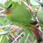 image of bird