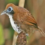 image of bird