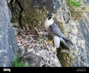 image of falcon