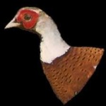 image of bird