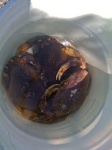 image of dungeness_crab