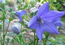 image of balloon_flower #20