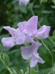 image of flower