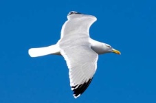 image of seagull