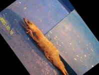 image of fish