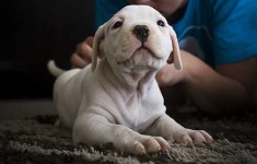 image of animal