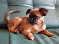 image of brabancon_griffon