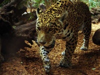 image of jaguar_car