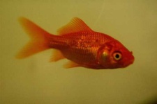image of goldfish