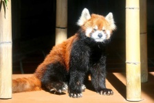 image of animal