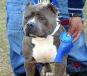 image of american_staffordshire_terrier #13