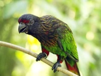 image of lory