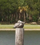 image of pelican