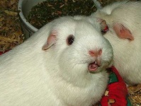 image of guinea_pig