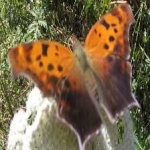 image of animal