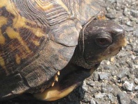 image of box_turtle