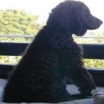 image of animal