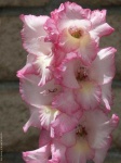 image of flower