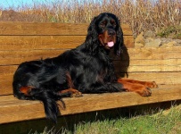 image of gordon_setter #28