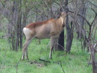 image of hartebeest