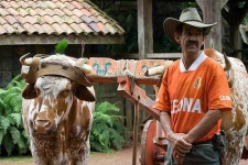 image of oxcart