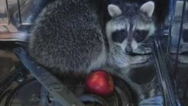 image of animal