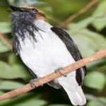 image of bird